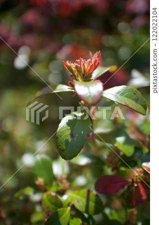 公主輪梅花蕾2024年4月19日,花語是“愛的告白”、“純真”、“微風的安慰” 公主輪梅花蕾2024年4月19日,花語是“愛的告白”、“純真”、“微風的安慰” 122022104