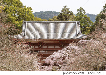 Cherry blossoms in full bloom and Niomon Gate, Daigoji Temple with cherry blossoms in bloom, famous cherry blossom spots in Kyoto, Kyoto tourist attractions Cherry blossoms in full bloom and Niomon Gate, Daigoji Temple with cherry blossoms in bloom, famous cherry blossom spots in Kyoto, Kyoto tourist attractions 122022249