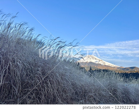 透過冰凍的蒲葦看到富士山 透過冰凍的蒲葦看到富士山 122022278