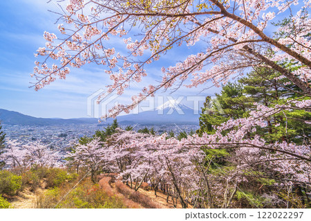 Spring scenery at Arakurayama Sengen Park: Cherry blossoms in full bloom and Mt. Fuji [Fujiyoshida City, Yamanashi Prefecture] 122022297