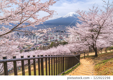 Spring scenery at Arakurayama Sengen Park: Cherry blossoms in full bloom and Mt. Fuji [Fujiyoshida City, Yamanashi Prefecture] 122022298