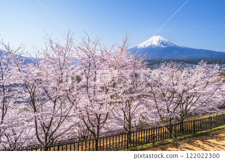 從新倉山淺間公園眺望盛開的櫻花和富士山【山梨縣富士吉田市】 從新倉山淺間公園眺望盛開的櫻花和富士山【山梨縣富士吉田市】 122022300