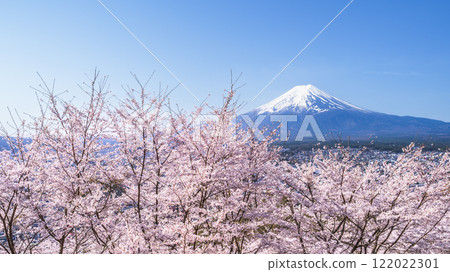 新倉山淺間公園的春天景色、盛開的櫻花和富士山【山梨縣富士吉田市】 122022301