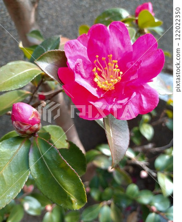Red camellia flowers and buds① 122022350