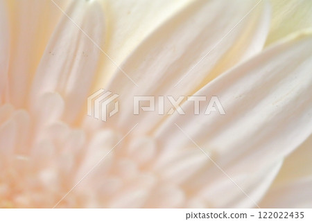 白菊花花 122022435
