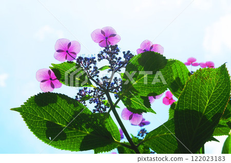 hydrangea, bloom, blossom 122023183