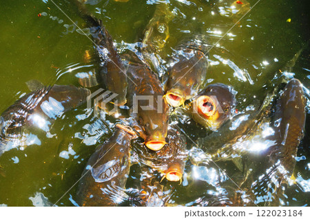池塘裡鯉魚成群的景象 122023184