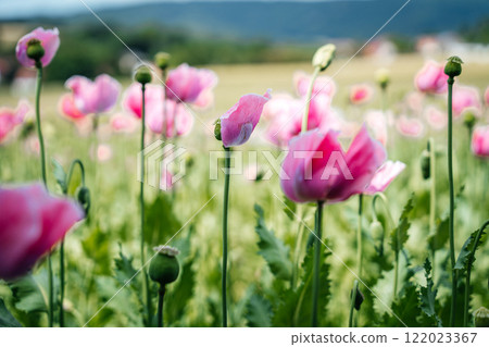 Close-up of pink poppy buds in the foreground swaying in the wind High quality photo 122023367