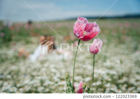 A single pink poppy stands in sharp focus against a blurred background of a vibrant poppy field. A single pink poppy stands in sharp focus against a blurred background of a vibrant poppy field. 122023369