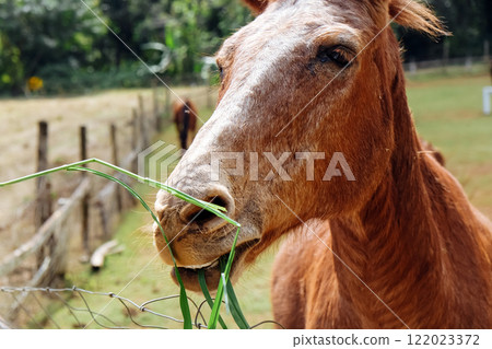 Horse eating grass in the farm.  122023372