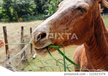Horse eating grass in the farm.  122023374