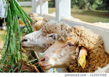 Sheep eating grass in a farm 122023389