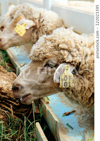 Sheep eating grass in a farm 122023395