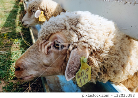Sheep eating grass in a farm 122023398
