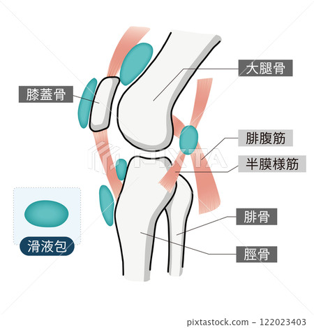 An easy-to-understand illustration of the bones, muscles, and bursa of the knee joint 122023403