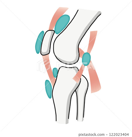 An easy-to-understand illustration of the bones, muscles, and bursa of the knee joint 122023404