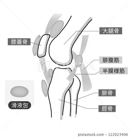 An easy-to-understand illustration of the bones, muscles, and bursa of the knee joint 122023406