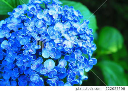 Scenery of blue hydrangeas in bloom Scenery of blue hydrangeas in bloom 122023506