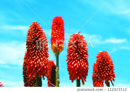 Scenery of Toritoma flowers and blue sky Scenery of Toritoma flowers and blue sky 122023512
