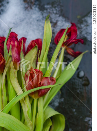 Faded Red Tulips Against Snowy Background. High quality photo 122023513
