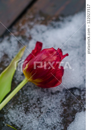 A single red tulip lies on a bed of snow, its petals slightly open and delicate. High quality photo A single red tulip lies on a bed of snow, its petals slightly open and delicate. High quality photo 122023517
