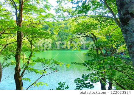 多科沼澤藏王鮮綠 122023554