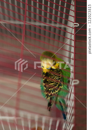 A small green and yellow bird preens its feathers inside a red and white cage. A small green and yellow bird preens its feathers inside a red and white cage. 122023815