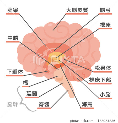 大腦結構圖2 122023886