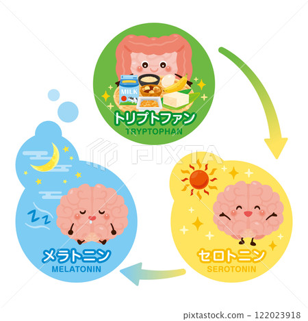 大腦和腸道特徵和良好睡眠週期的插圖 122023918