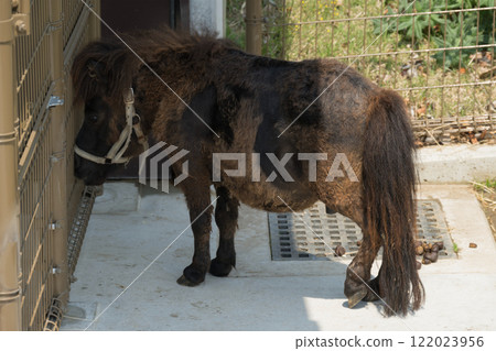 Miniature horses kept in captivity 122023956