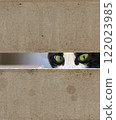Cat's eyes peering through a hole in the wall. 122023985