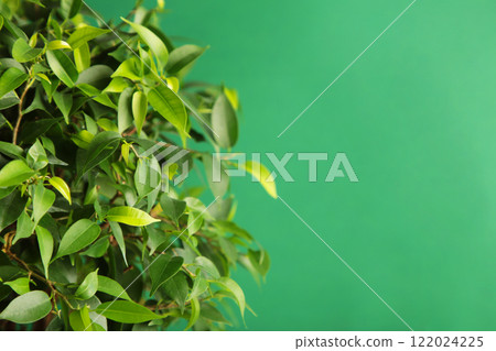 Green plant on green background. Space for text 122024225