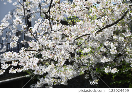 二加良水宿河畔櫻花樹 二加良水宿河畔櫻花樹 122024499