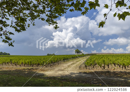 Vineyards near Margaux (Chateau Margaux), Bordeaux, Aquitaine, France 122024586