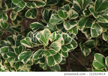 Ficus triangularis variegata, green plant growing in Thailand. 122024614