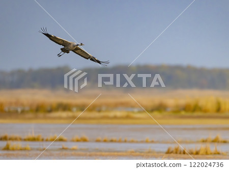 Common Crane, Hortobagy National Park, UNESCO World Heritage Site, Puszta is one of largest meadow and steppe ecosystems in Europe, Hungary Common Crane, Hortobagy National Park, UNESCO World Heritage Site, Puszta is one of largest meadow and steppe ecosystems in Europe, Hungary 122024736