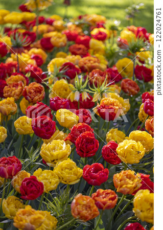 Keukenhof flower garden - largest tulip park in world, Lisse, Netherlands 122024761