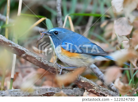 紅尾鶲(雄性)捕食千足蟲 紅尾鶲(雄性)捕食千足蟲 122024780
