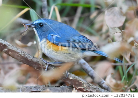 A male Blue-and-white flycatcher preying on a millipede A male Blue-and-white flycatcher preying on a millipede 122024781