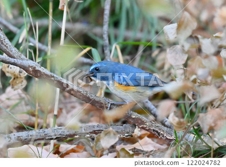 紅尾鶲(雄性)捕食千足蟲 紅尾鶲(雄性)捕食千足蟲 122024782