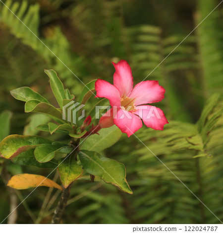 Adenium obesum, pink flower also named desert rose, Thailand. 122024787