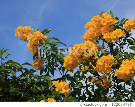 Yellow trumpet bush, flowering shrub and medical plant growing Ko Chang, Thailand. 122024788