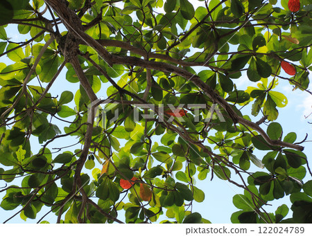 Terminalia catappa, detail of a indian almond tree, Thailand. Terminalia catappa, detail of a indian almond tree, Thailand. 122024789