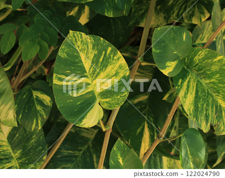 Heart shaped leave of a epipremnum aureum, green plant growing in Thailand. Heart shaped leave of a epipremnum aureum, green plant growing in Thailand. 122024790