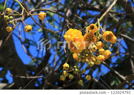 Detail of a yellow cotton tree, Ko Chang, Thailand. Detail of a yellow cotton tree, Ko Chang, Thailand. 122024791