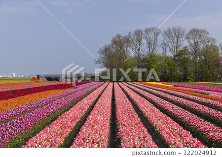 Field of tulips near Lemmer, Friesland, Netherlands 122024912