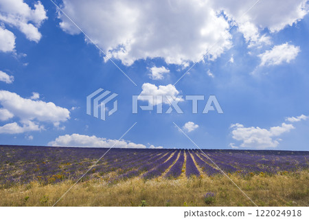 Lavender field near Montbrun les Bains and Sault, Provence, France 122024918
