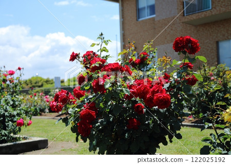 荒尾市少女公民花壇玫瑰花， 122025192