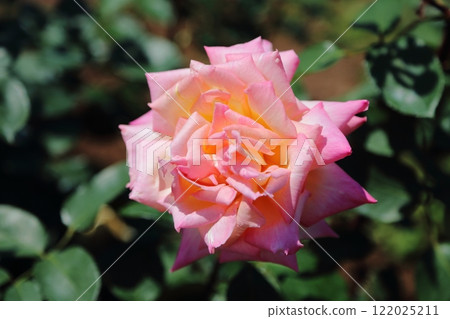 Arao City Ominous Citizen Flower Bed Rose Flower, 122025211