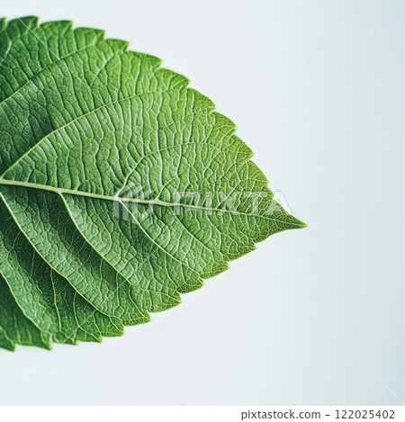 Green Leaf on Clean White Background 122025402